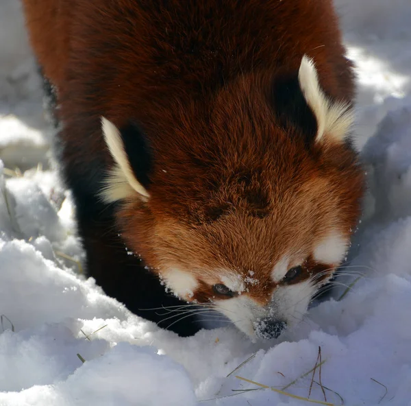 Panda Rouge Ailurus Fulgens Est Petit Mammifère Arboricole Originaire Est — Photo