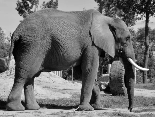 Elefantes Africanos São Elefantes Gênero Loxodonta Gênero Composto Por Duas — Fotografia de Stock