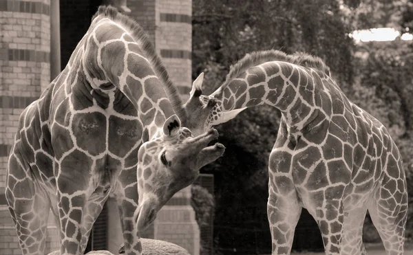 Καμηλοπάρδαλη Giraffa Camelopardalis Είναι Ένα Αφρικανικό Οπληφόρα Θηλαστικό Ψηλότερο Από — Φωτογραφία Αρχείου