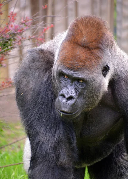 Gorillas Sind Die Größte Überlebende Primatenart Sind Bodenbewohnende Vorwiegend Pflanzenfressende — Stockfoto