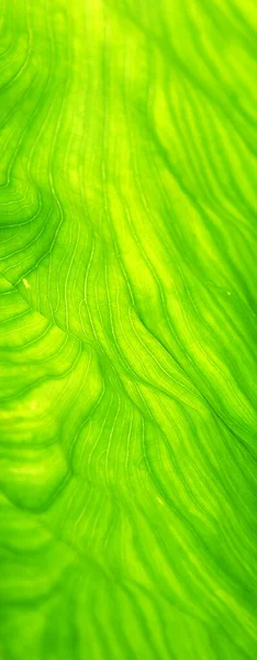 Текстура Фону Зеленого Листя — стокове фото