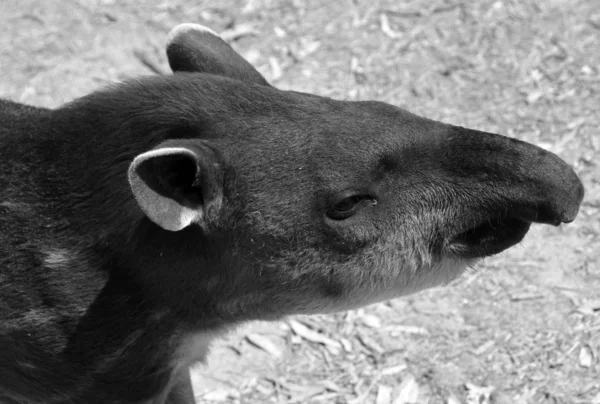 Tapir Sudamericano Tapi Brasileño Tapi Tierras Bajas Anta Una Las — Foto de Stock