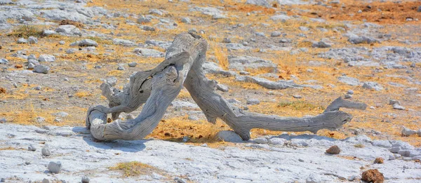 Száraz Etosha Nemzeti Parkban Egy Nemzeti Park Namíbia Északnyugati Részén — Stock Fotó