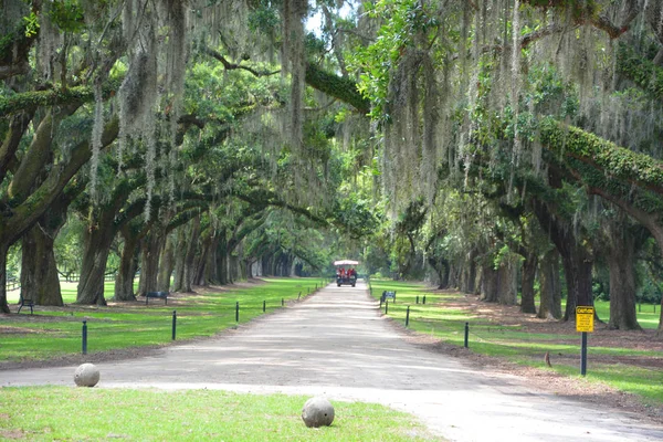 Trees Spanish Moss Tillandsia Usneoides Epiphytic Flowering Plant Often Grows —  Fotos de Stock