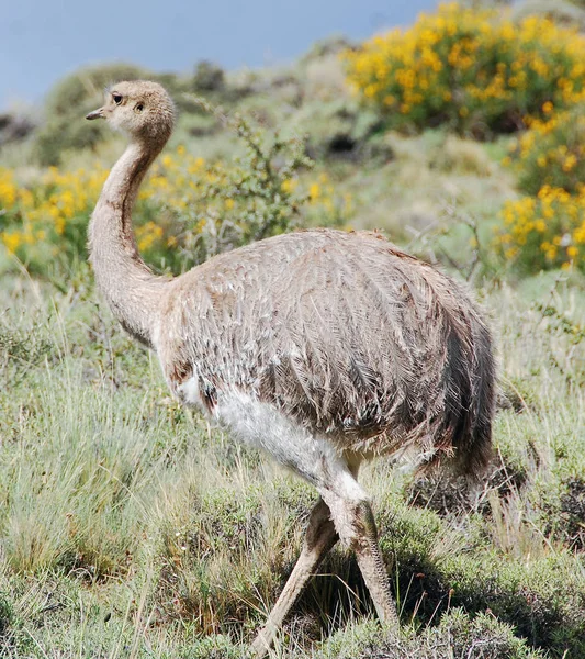 Büyük kuş, Güney Amerika 'nın doğusunda bulunan uçamayan bir kuş türüdür. Gri, yaygın veya Amerikan rhea, nandu Guarani veya ema Torres del paine, Patagonya, Chili