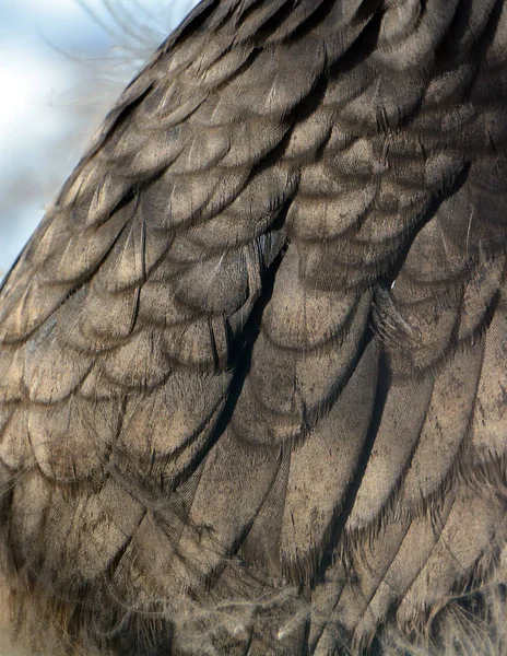 Condor Andino Vultur Gryphus Uccello Sudamericano Della Famiglia Dei Cathartidae — Foto Stock