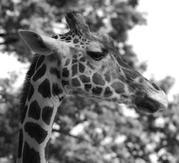 Die Giraffe Giraffa Camelopardalis Ist Ein Afrikanisches Säugetier Mit Geraden — Stockfoto