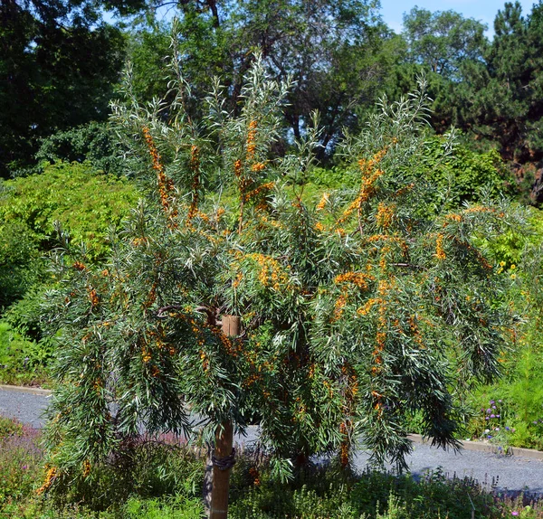 ヒッポパイ Hippophae シーバソリ科の落葉低木 シーバソリ属の属です 名前海クロウメモドキは クロウメモドキとの混同を避けるためにハイフネートされることがある Rhamuns Family Rhamnaceae — ストック写真