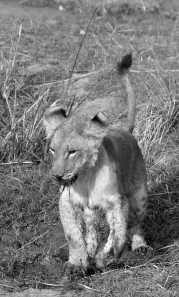 사자는 판테라 Panthera 고양이 하나이며 고양이 Felidae 일원이다 — 스톡 사진