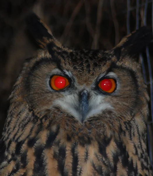 Eurasian Eagle Owl Una Especie Ave Paseriforme Familia Mordellidae También —  Fotos de Stock