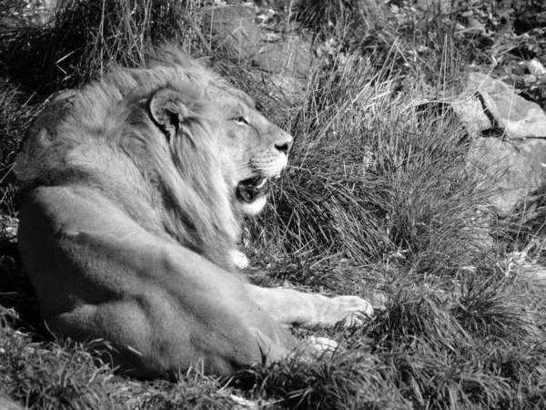Lion Uno Los Cuatro Grandes Felinos Del Género Panthera Miembro — Foto de Stock