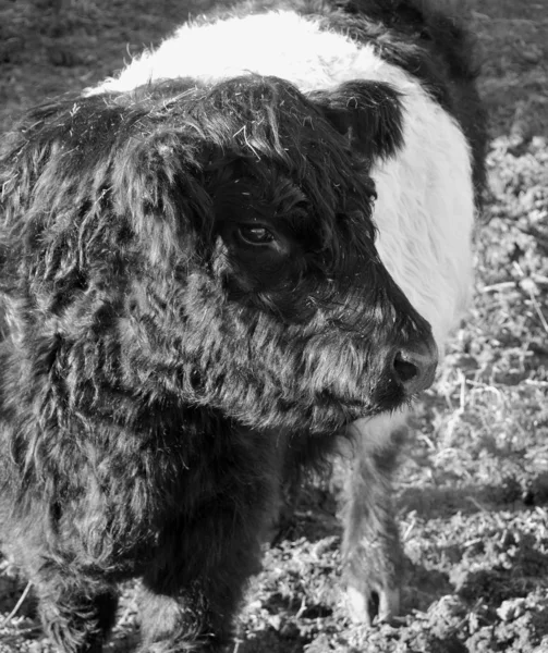 ベルトガローウェイ Belted Galloway スコットランド南西部のガローウェイ 英語版 に起源を持つ牛の伝統的な牛種であり 高地の貧しい牧草地や地域の風に吹かれた湿原に生息することに適応している — ストック写真