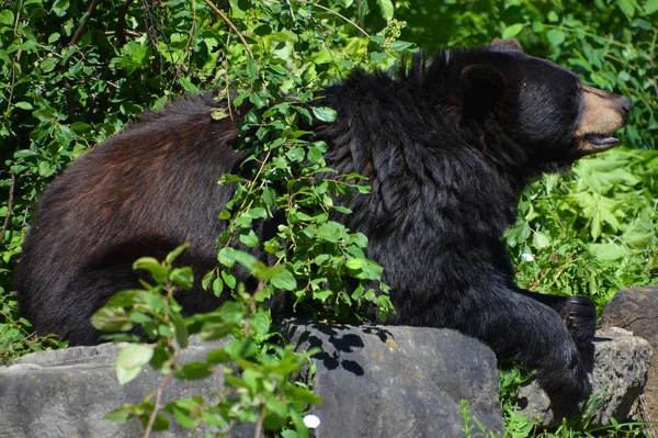 아메리카 American Black Bear Ursus Americanus 북아메리카에서 서식하는 크기의 곰이다 — 스톡 사진