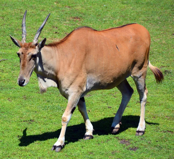 Eland Común También Conocido Como Eland Meridional Eland Antílope Antílope — Foto de Stock