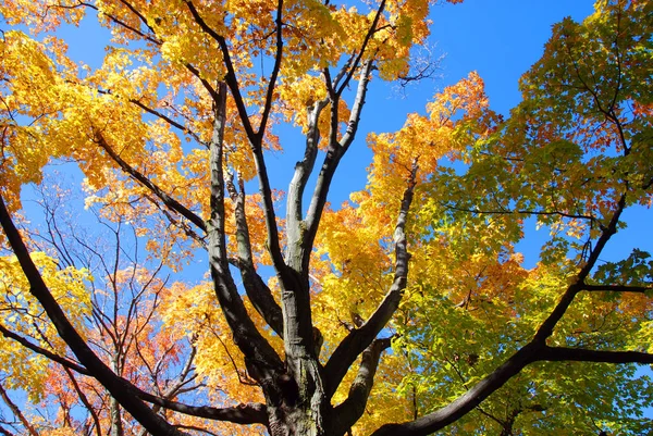 Árbol Otoño Lleno Color Cielo — Foto de Stock