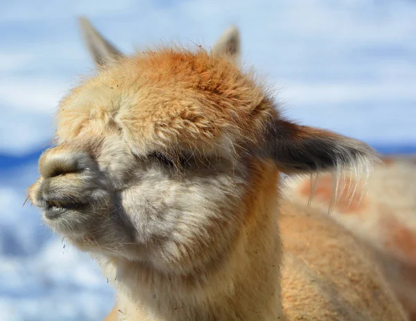 アルパカ Alpaca 南米のラクダ科の家畜種である アルパカはペルー南部のアンデス山脈の高さで放牧されています — ストック写真