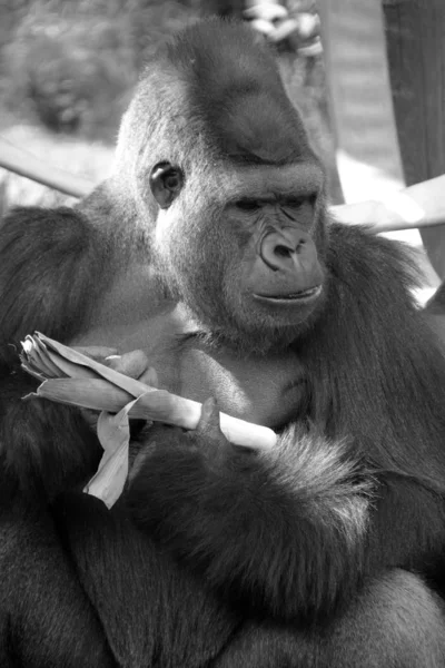 Silver Back Gorillas Ground Dwelling Predominantly Herbivorous Apes Inhabit Forests — Stock Photo, Image