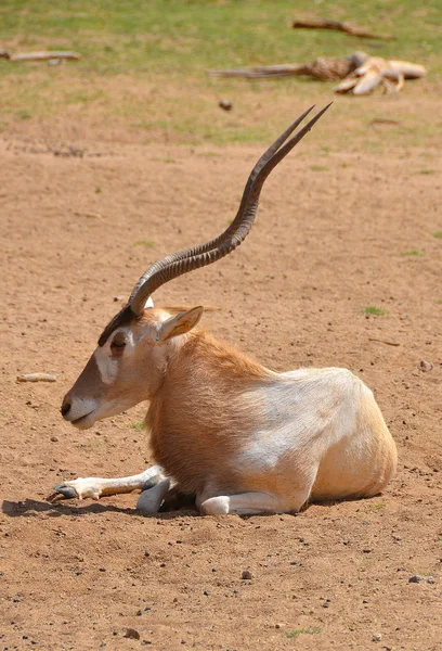 Addax Addax Nasomaculatus Est Une Antilope Genre Addax Qui Vit — Photo