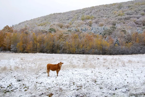 Limuzínový Skot Plemeno Vysoce Svalnatého Skotu Pocházejícího Oblastí Limousin Marche — Stock fotografie