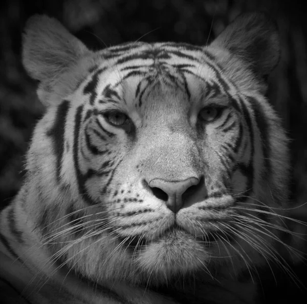 Tigre Branco Mutante Recessivo Tigre Bengala Que Foi Relatado Estado — Fotografia de Stock