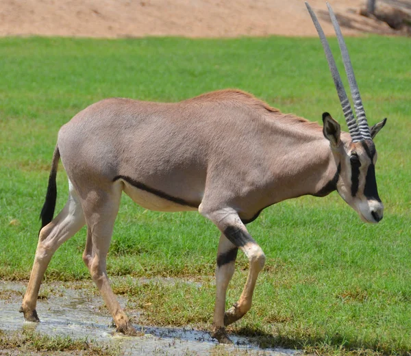 Oryx África Oriental Oryx Beisa Também Conhecido Como Beisa Uma — Fotografia de Stock