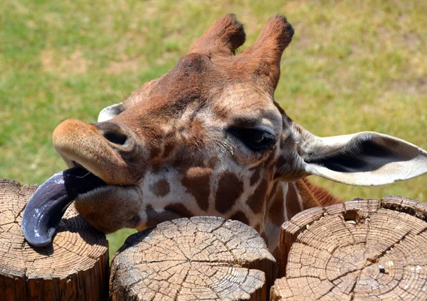 Girafe Giraffa Camelopardalis Est Mammifère Ongulé Doigts Égaux Afrique Grand — Photo