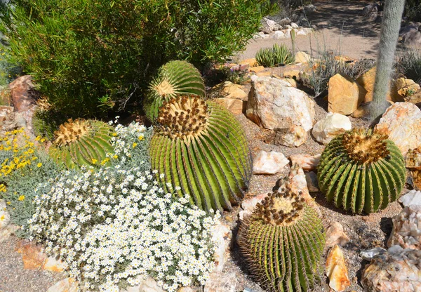 Echinocactus Est Genre Cactus Sous Famille Des Cactoideae Nom Générique — Photo