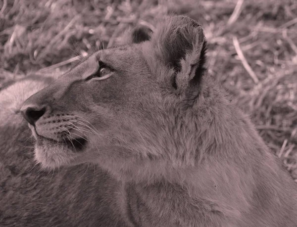 Lion Cub Lion Encounter Active Conservation Program Passionate Ensuring Secure — 스톡 사진