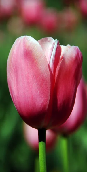Tulipe Rouge Dans Jardin — Photo