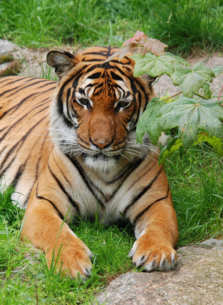 Amur Siberian tiger is a Panthera tigris tigris population in the Far East, particularly the Russian Far East and Northeast China