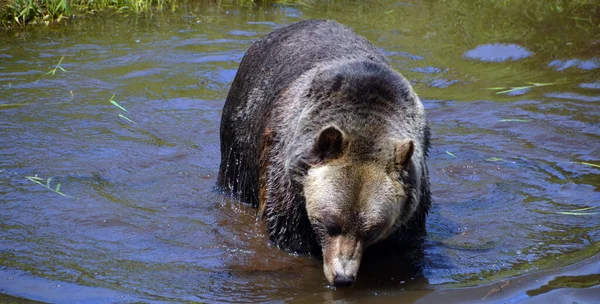 Orso Grizzly Noto Anche Come Orso Silvertip Grizzly Orso Bruno — Foto Stock