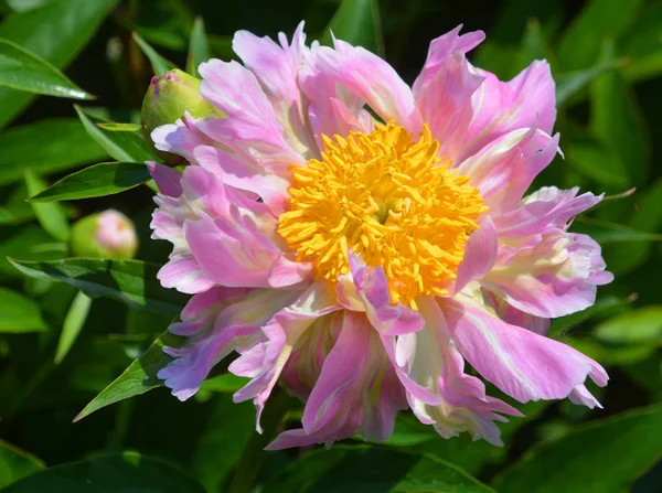 Paeonia Género Botânico Pertencente Família Paeoniaceae Eles São Nativos Ásia — Fotografia de Stock