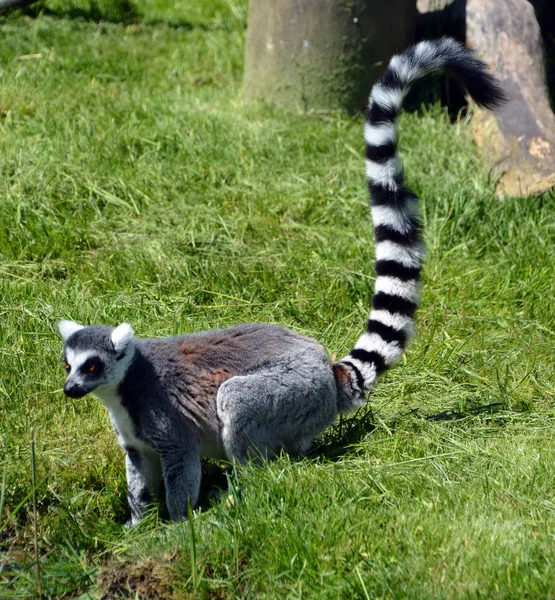 Licor Cola Anillo Lemur Catta Gran Primate Strepsirrhine Licor Más — Foto de Stock