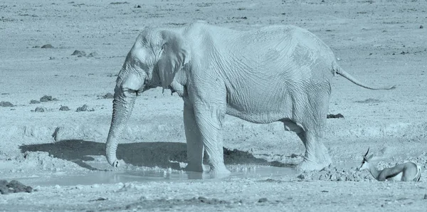 Widok Słonia Pokrytego Białym Błotem Park Narodowy Etosha Namibia Afryka — Zdjęcie stockowe