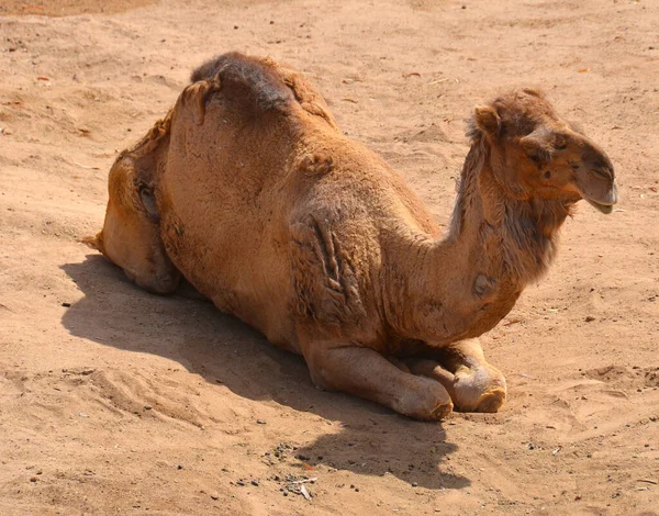 Camel Ungulado Dentro Gênero Camelus Tendo Depósitos Gordura Distintos Conhecidos — Fotografia de Stock