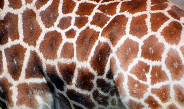 Skin Giraffe Giraffa Camelopardalis African Even Toed Ungulate Mammal Tallest — Stock Photo, Image