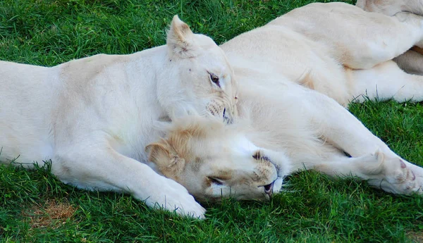 León Blanco Una Mutación Rara Del Color Del León Hasta —  Fotos de Stock