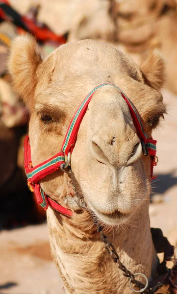 Camel Close Camelus Dromedarius Chameau Bosse Utilisé Moyen Orient Les — Photo