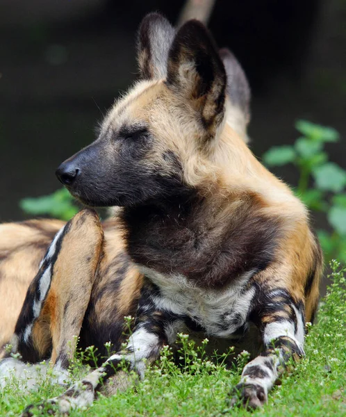 Perro Salvaje Africano Lycaon Pictus También Conocido Como Perro Cazador — Foto de Stock