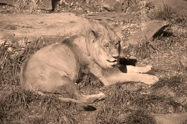 Lion Est Des Quatre Grands Félins Genre Panthera Membre Famille — Photo