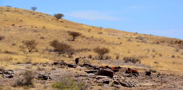 Landskapet Det Döda Havet Kenya — Stockfoto