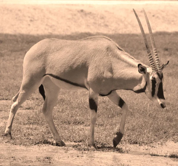 Scimitar Oryx Nebo Scimitar Rohatý Oryx Nebo Sahara Oryx Druh — Stock fotografie