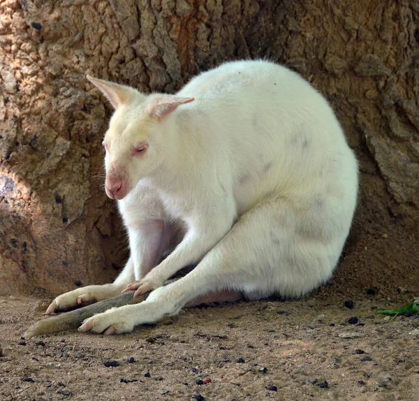 Canguru Branco Jardim Zoológico — Fotografia de Stock