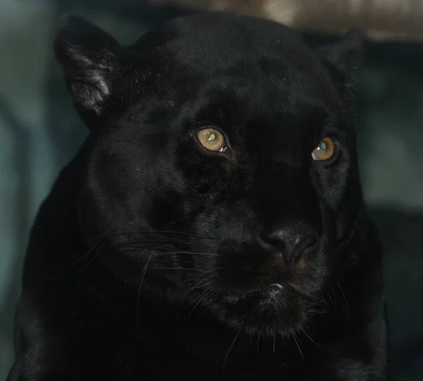 Jaguar Negro Melanítico Morfo Color Que Ocurre Una Frecuencia Aproximada — Foto de Stock