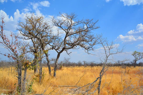 埃托沙国家公园是纳米比亚西北部的一个国家公园 位于Kunene地区 与Oshana Oshikoto和Otjozondjupa地区接壤 — 图库照片