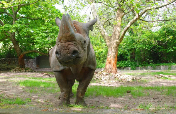 Rinoceronte Negro Rinoceronte Labio Gancho Diceros Bicornis Una Especie Rinoceronte — Foto de Stock