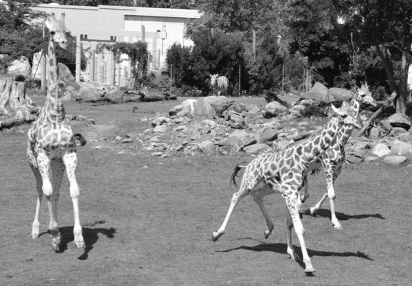 Жираф Giraffa Camelopardalis Африканское Копытное Копытное Млекопитающее Самое Высокое Ныне — стоковое фото
