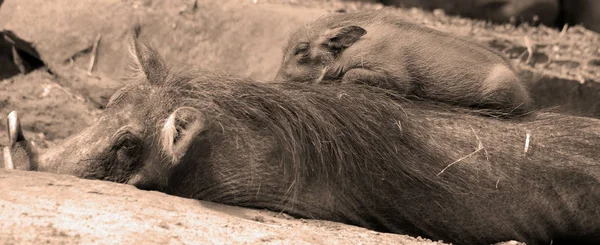 Bebek Anne Yaban Domuzu Phacochoerus Africanus Afrika Nın Sahra Çayırı — Stok fotoğraf