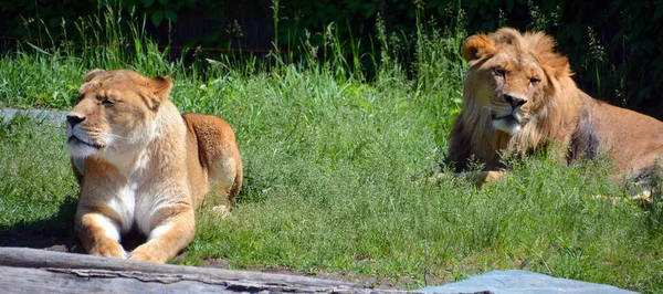 Der Löwe Ist Eine Der Vier Großkatzen Der Gattung Panthera — Stockfoto