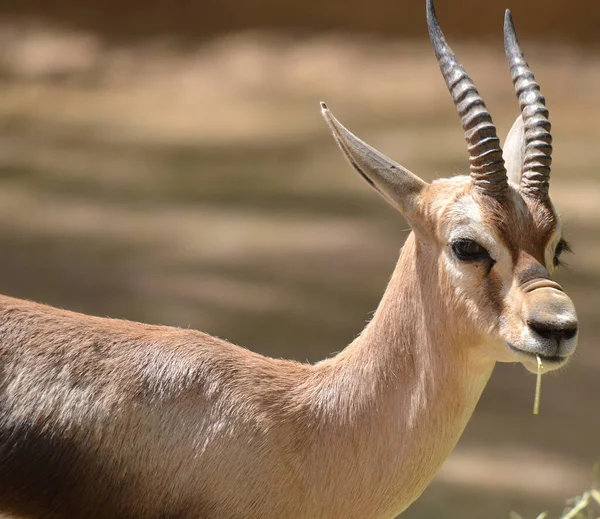 Gazelle Speke Gazella Spekei Est Petite Des Gazelles Elle Est — Photo